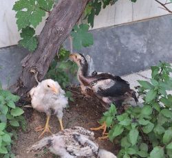 سه عدد جوجه لاری اشوما اصیل واکسن خورده