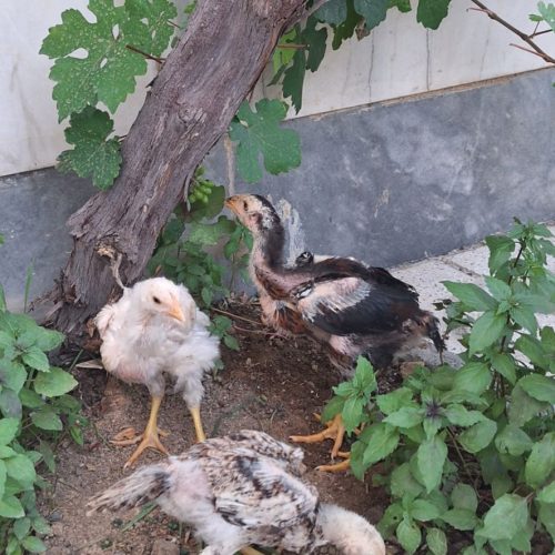 سه عدد جوجه لاری اشوما اصیل واکسن خورده