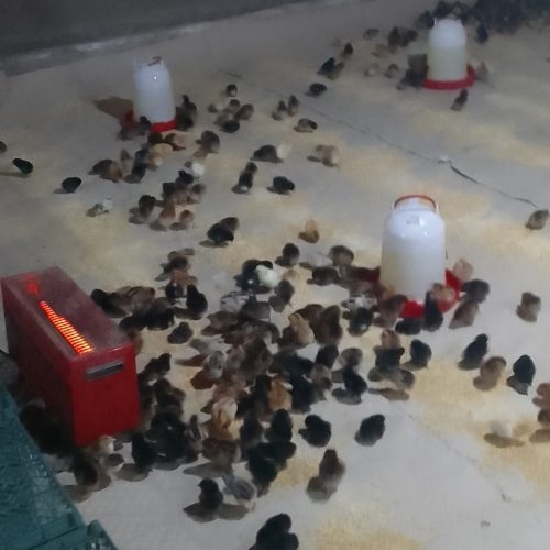 فروش جوجه گلپایگانی