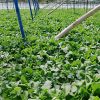 باغبانی فضای سبز