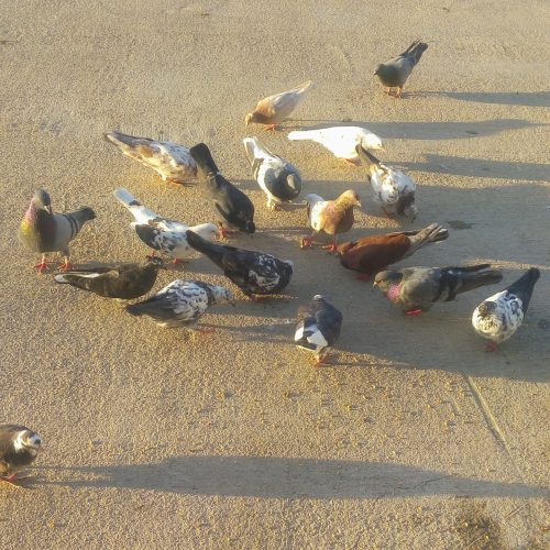 پرنده  وکمتر