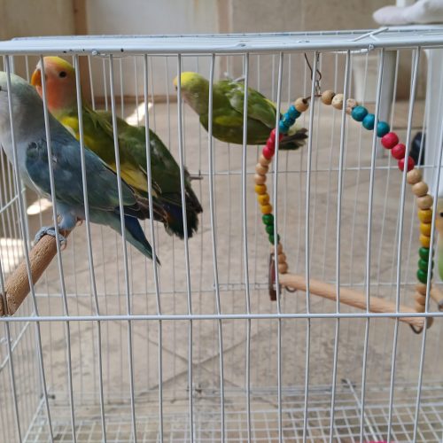 کوتوله برزیلی