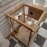 جفت عروس هلندی لوتینو