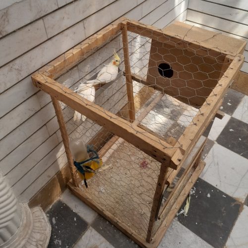 جفت عروس هلندی لوتینو