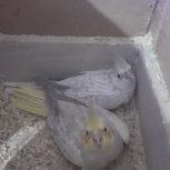 فروش عروس هلندی تکی و جفت