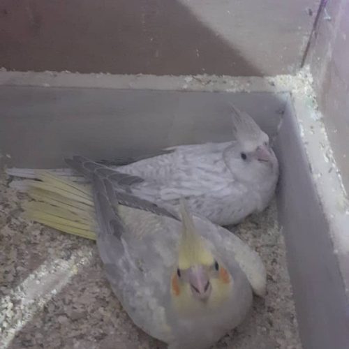 فروش عروس هلندی تکی و جفت