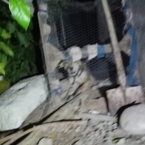 واگذاری یک سگ یک ساله سگ نگهبان