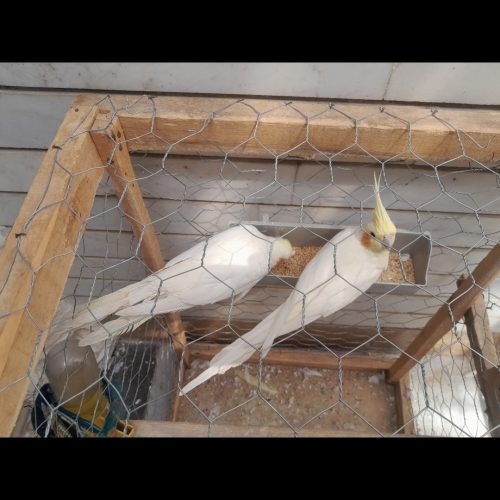 جفت عروس هلندی لوتینو