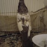 پرنده جلو سینه قهوه‌ای و بسیار زیبا