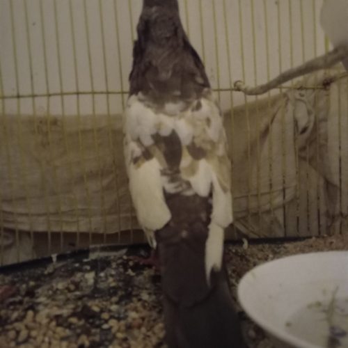 پرنده جلو سینه قهوه‌ای و بسیار زیبا