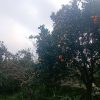 فروش خانه باغ