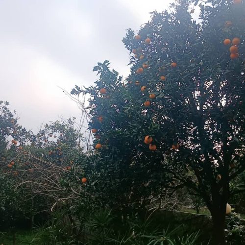 فروش خانه باغ