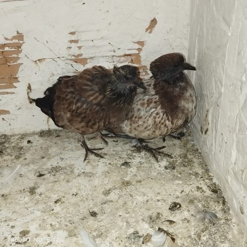 یه جفت سوسک قاره بفروش میرسد