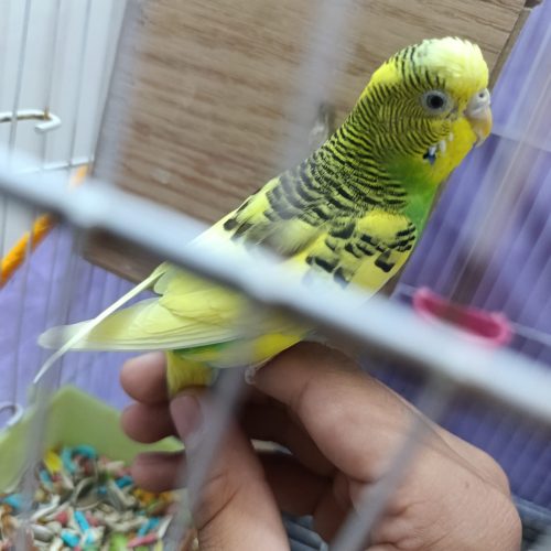 یک جفت مرغ عشق تخمگذار