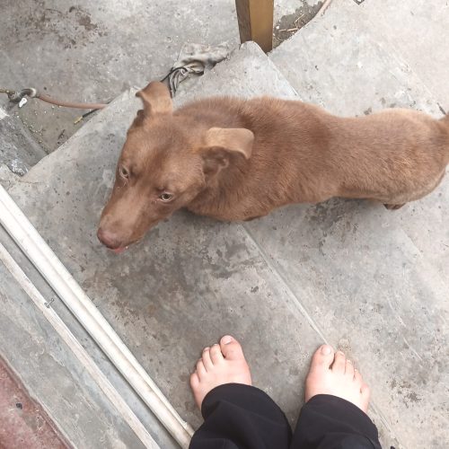 سگ پیت بول 4 ماهه وارداتی