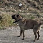 سگ سرابی