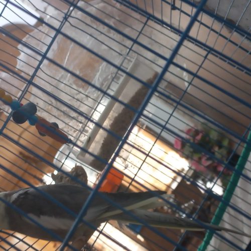 عروس هلندی نر قیمت 800 با قفس