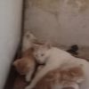 گربه و عدد همراه بچه هایشان