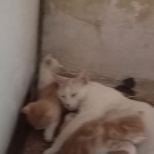 گربه و عدد همراه بچه هایشان