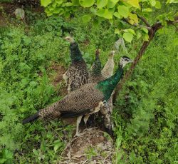 چهار عدد طاووس یک ساله