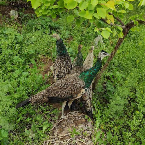 چهار عدد طاووس یک ساله