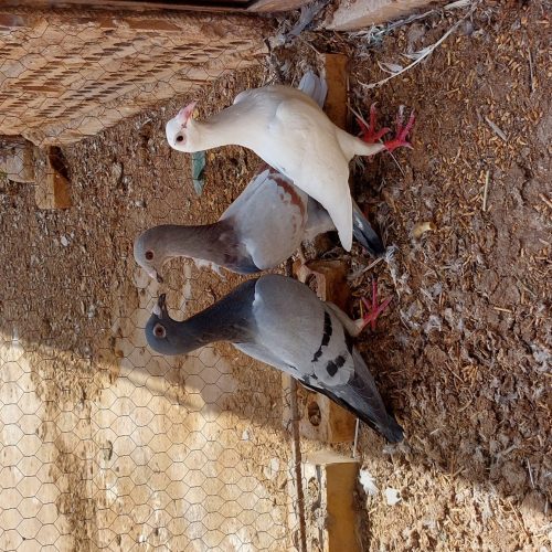 کفتر به ضمانت