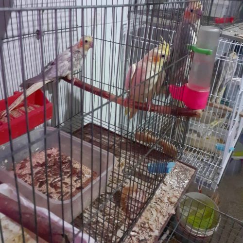 فروش عروس هلندی تکی و جفت