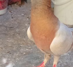 کبوتر ریحانی