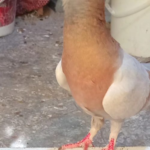 کبوتر ریحانی