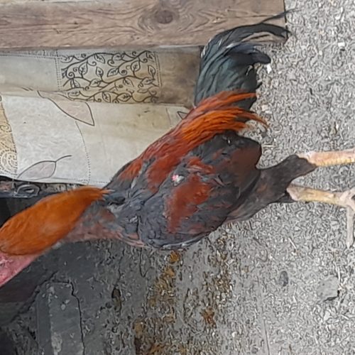 خروس لاری 2ساله