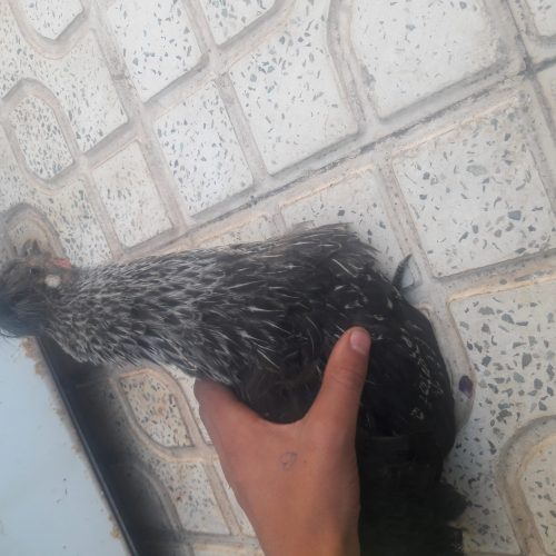 جوجه یکی کاکلی و یکی رسمی