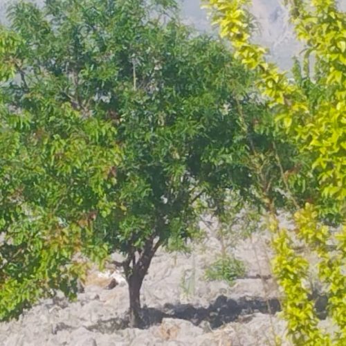 فروش باغ و زمین کشاورزی