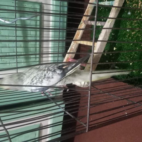 عروس هلندی مرواریدی