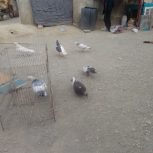 کبوتر پرستو و سفید