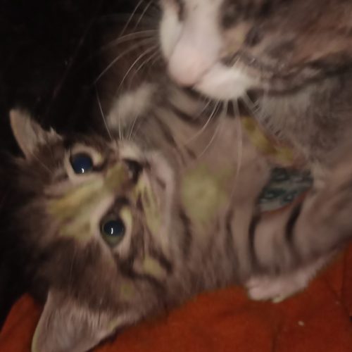 توله گربه خانگی