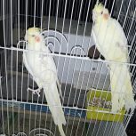 عروس.کوتوله مرغ عشق