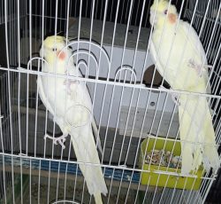 عروس.کوتوله مرغ عشق