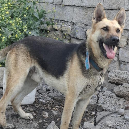 سگ ژرمن 1 ساله نر