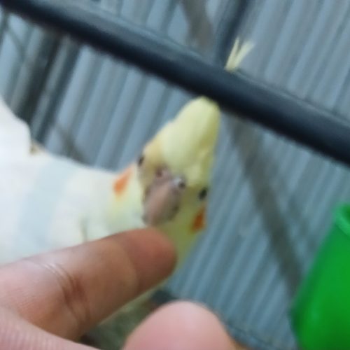 پرنده عروس هلندی