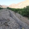 باغ انار و گلابی