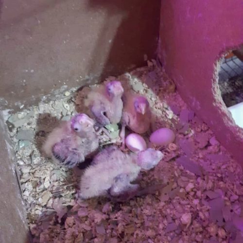 فروش عروس هلندی تکی و جفت