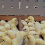 جوجه یک روزه راس