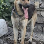 سگ ژرمن 1 ساله نر