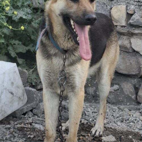 سگ ژرمن 1 ساله نر