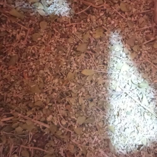 آویشن