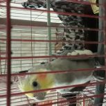 عروس هلندی نر قیمت 1350000مشتری واقعی تماس