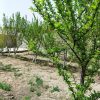فروش رمین 230 متری