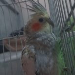 عروس هلندی 6 ماه