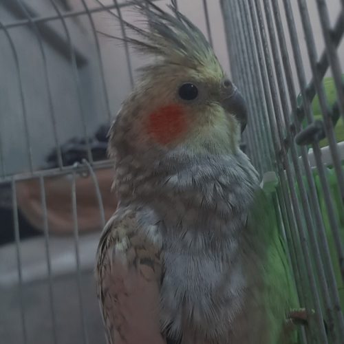 عروس هلندی 6 ماه