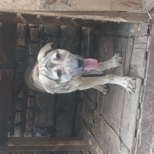 فروش سگ سرابی اصیل 3 ماهه